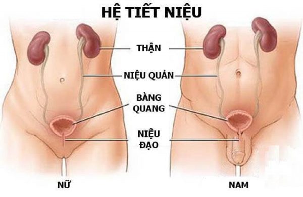 Triệu chứng viêm đường tiết niệu khác nhau ở từng bộ phận