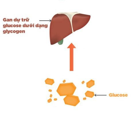 Lưu trữ năng lượng dưới dạng glycogen