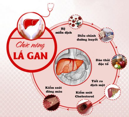 Tổng hợp chức năng của Gan